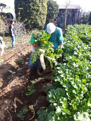 百日咳の疑いがあるのに、「血液検査の結果が出るまでなるべく登校」という学校の方針はどうなの？の画像1